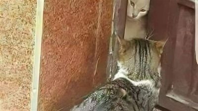 رواية ليلة الد@خلة الذهبية روووعة