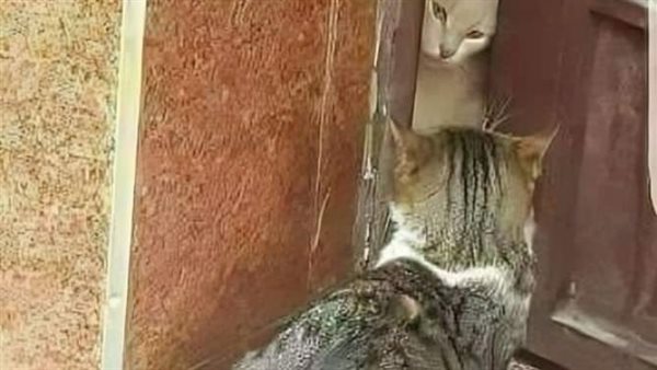 موقع أيام نيوز
