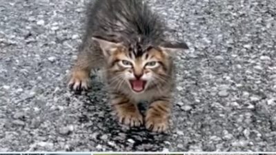 Woman Reunites Tiny Kitten With Family After Finding Her Crying On The Street