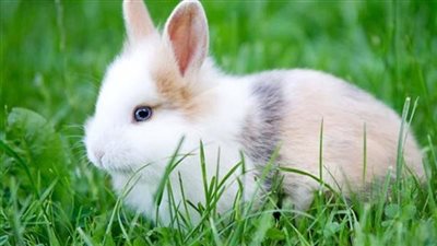 لماذا تجنب النبي أكل لحم الأرانب رغم أنها جائزة شرعًا ؟ قصة مث@يرة وأسباب مذهلة!