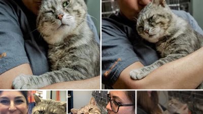 Lovebug، a street cat، was rescued and craves for endless love and care