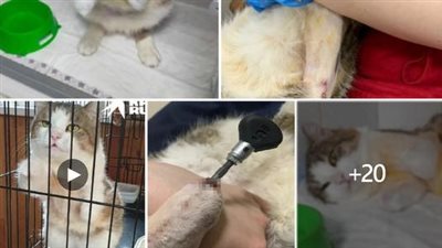 The lucky abandoned kitten inside a taped box was found by a kind-hearted family who took it in and gave it a home