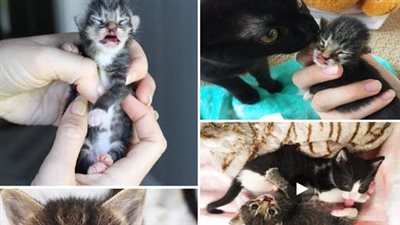 A precious little kitten has found her soulmate and imagines a future full of endless love and togetherness، treasuring the bond they have created