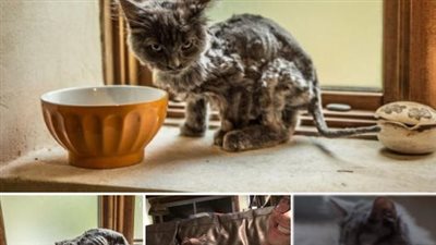 “Father، may we take in a cat?” “In due time، my dear، and the ideal cat will come to us.” Just as he said، the next day، a cat came to them! However، it was a peculiar sight…
