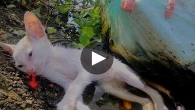 The timely rescue of a sick kitten before it fell into the water