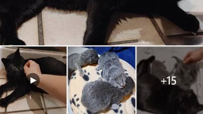 A pregnant and affectionate stray cat، poised to give birth، experiences a life-changing encounter