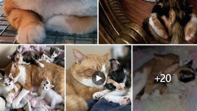 After going from a street cat to finding the home he had always wanted، this cat now lets kittens pile on top of him