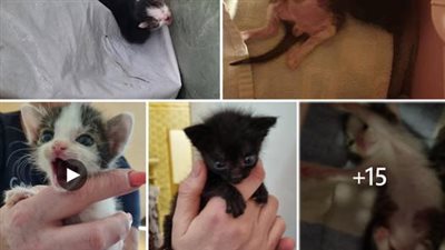 The two kittens were rescued just in time near a dumpster and were in very poor health. Fortunately، they received dedicated care from the volunteers and were able to recover