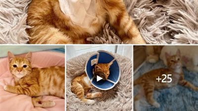 After losing one of its legs due to a serious accident، a kitten learns to use its new body