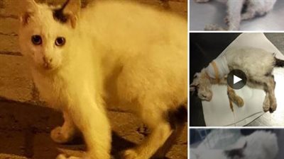 The life of the stray cat completely changed when it was adopted، but it had to undergo an amputation of one of its legs