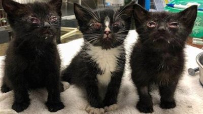The rescued kittens are only 6 weeks old but weigh as much as my 3.5-week-old kitten. They are suffering from severe eye and upper respiratory infections