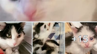Say hello to our newest kitten group of fosters nervous mama Stella and her four black and white boys Dew، Mist، Foggarty and Raven