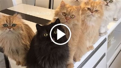 “12 Cаts Ladу” Is Eхploding Instаgram With Нer Twеlve Persiаns