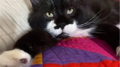 Cat Who Was Last One to Leave Neighborhood Streets، Decides He’ll Give Indoor Life a Try