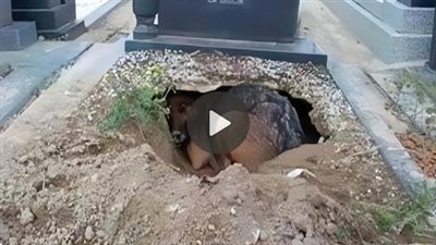 Eternal love: Loyal dog tries to do whatever it takes to lie next to his deceased owner، leaving eyewitnesses to tears