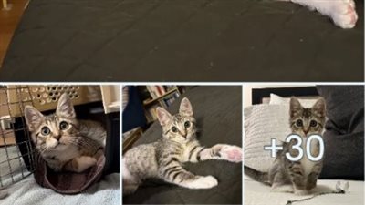 Kitten was Lying Next to a Wall، Hoping Someone Would Notice Him، Days Later His Life Completely Changed