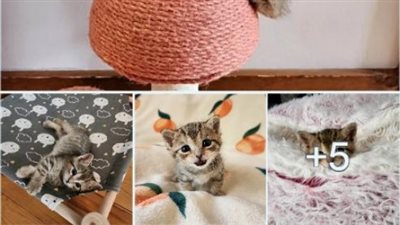 Kitten Spotted on a Lawn Thanks to Her Big Voice and Unwillingness to Give Up، Her Life is Forever Changed