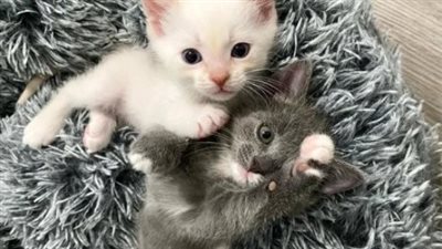 Kitten So Tiny that No One Knows If He’ll Make it But He Stuns Everyone with His Strength