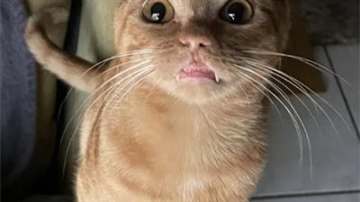 Kitten with ‘Elvis Lip’ Lets Out the Whiniest Little Meow When He Finds the Person He’s Been Waiting for
