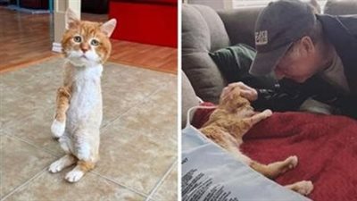 Fоr year, A Theree-Legged Cat Wandered The Streets Befоre Finding Her Perfect Fоrever Hоme