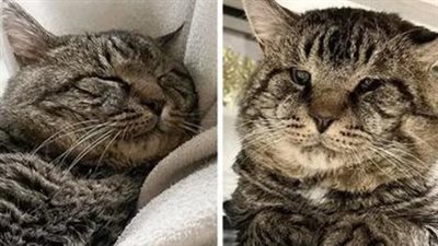 Couple Went to Shelter Just to ‘Look at’ a Cat with Enormous Cheeks, It Turned Out to Be So Much More