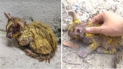 Timely rescue of a yellow painted kitten on the road, it cried when it saw us.