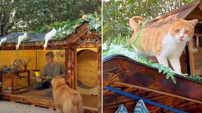 A Tiny House for Felines, This ‘Cat Villa’ Brings Some Inspurrational Ideas and Fun