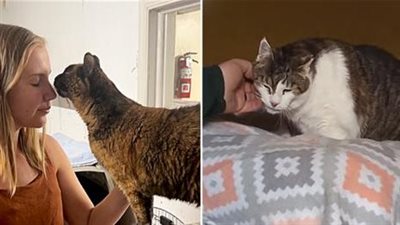 People Sharing Videos of Senior Cats’ Stories Leads to ‘Miracles’ After Years of Waiting