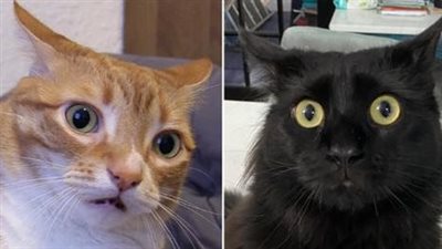 Cats Make Almost 300 Facial Expressions, But What Do They Mean?
