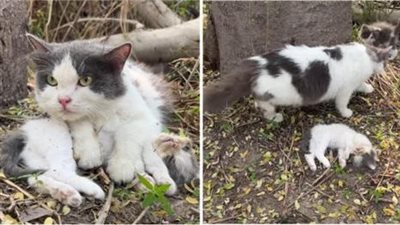 The worried mother cat tried to wake her kittens up, but the poor kittens were unresponsive!
