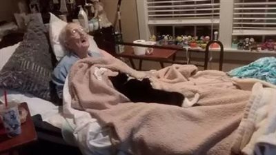 Cat Stays by Dying Grandmother’s Bedside, Honoring the One Who Raised Her.