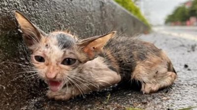 Heartbreaking story: The cat was abandoned and lost on the highway, crying bitterly in the rain.