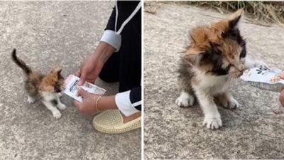 The hungry stray kitten begged for help, trying to survive before meeting us.