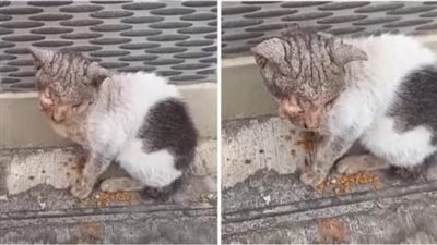 The cat was lying helplessly on the side of the road with his face covered in scabies. The cat couldn’t open his mouth to eat, he was about to die.