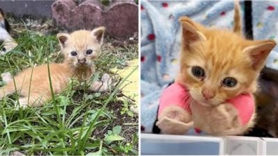 A compassionate cat brings a litter of kittens to a front yard, and among them is one who needs help to walk and run alongside his brother.