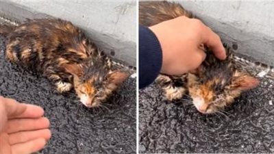 Someone left the cat on the highway in the rain, it lay huddled and shivering from the cold.
