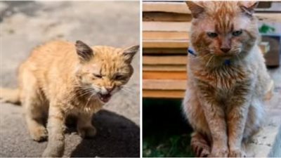 Overshadowed by despair: the poor cat grieves for suffering sadness and fear, longing for healing light in a life filled with darkness.