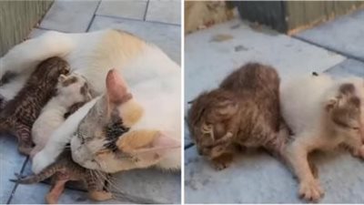 Mother Cat Was Thrown Out With Her Kittens In An Area Without Water.