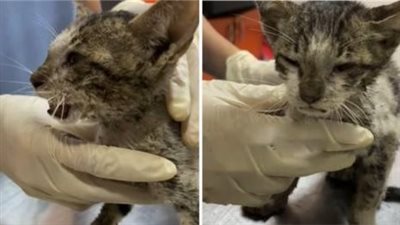 Rising from the Abyss: An abandoned cat’s unbearable resilience in a desperate struggle lights a call for compassion and redemption.