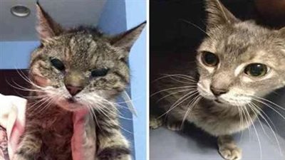 25-year-old Cat Turned Up in Shelter, a Young Woman Knows She Has to Save Her!