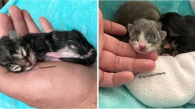 The survival of newborn kittens enduring a frigid night on the icy ground is a heartwarming and wondrous occurrence.