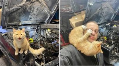 A man, not a cat owner, discovers a cat in his garage while repairing his Jeep, leading to an unexpected connection.
