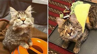 Blind Rescue Kitten Thrilled When Finally Adopted by Sоmeоne Whо Thinks She’s Beautiful