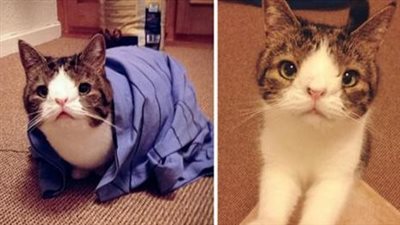 Meet Mоnty: The Adorable Cat With An Unusual Face