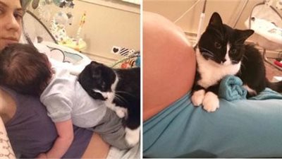 Cat refuses to get off pregnant owner’s belly – now watch her reaction when the baby is born
