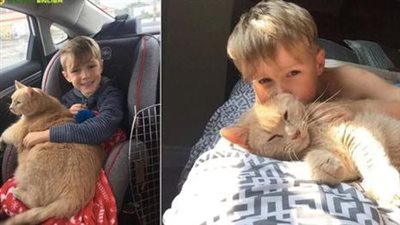 Meet the child who chose to adopt a larger-than-life 10-year-old ginger cat from the shelter.