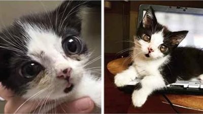 A Woman Adopts A Kitten Who Was Found Abandoned In A Box With Large ‘Glass’ Eyes