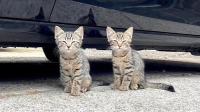 Under the nurturing care of their newfound human and feline companions, two twin kittens, plucked from the streets, blossom with courage and resilience.
