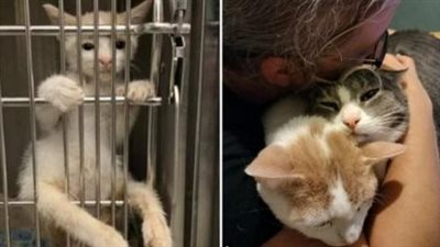 Paralyzed Kitten Climbs Up The Kennel Door Begging For Love