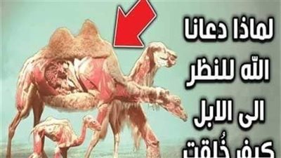 لماذا دعانا الله إلى النظر إلى الإبل كيف خُلقت؟ شاهد المفاجأة التى كشفها العلم